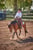 Annuncio cavallo