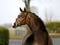 Annonce cheval