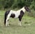 Horse ad