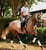 Horse ad
