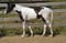 Annuncio cavallo