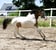Annuncio cavallo