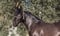 Annonce cheval