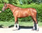 Annuncio cavallo