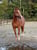 Horse ad