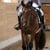 Horse ad