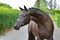 Annuncio cavallo