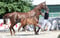 Annonce cheval