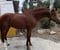 Anuncio de caballos