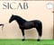 Horse ad