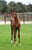 Anuncio de caballos