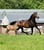 Annuncio cavallo
