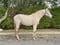 Horse ad