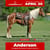 Paardadvertentie