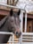 Horse ad