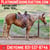 Horse ad