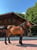Horse ad