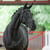 Paardadvertentie