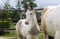 Annuncio cavallo
