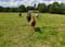 Annuncio cavallo