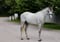 Horse ad