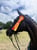 Horse ad