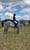 Annonce cheval