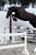 Annuncio cavallo
