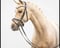 Horse ad