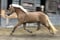 Horse ad
