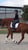 Annuncio cavallo