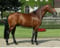 Annonce cheval