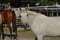 Horse ad