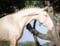 Annuncio cavallo