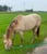 Annuncio cavallo