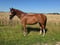 Horse ad