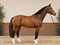 Horse ad