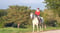 Annonce cheval