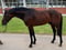 Pferdeinserat