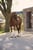 Horse ad