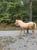Annuncio cavallo