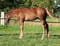Annuncio cavallo