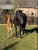 Paardadvertentie
