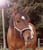 Horse ad