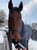 Horse ad