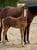 Horse ad