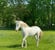 Annonce cheval