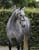 Annuncio cavallo