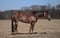 Horse ad