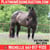 Horse ad